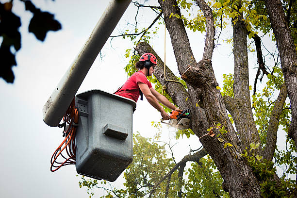 Professional Tree Removal and Landscaping Services in Westville, OK